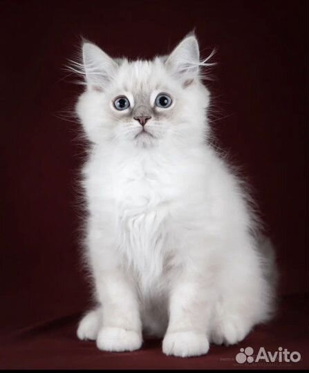 Рэгдолл Десктер