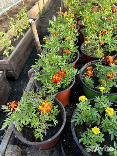 Бархатцы в горшках