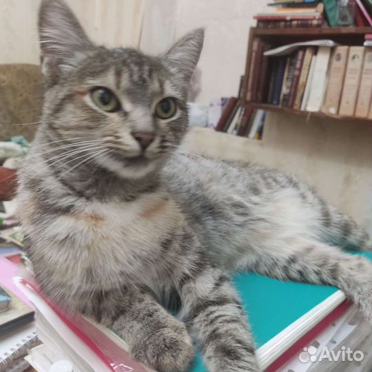 Кошка в добрые руки