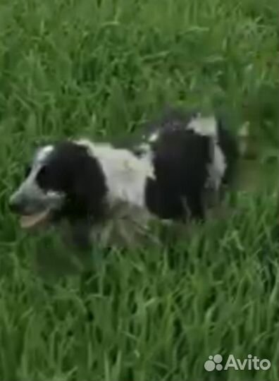 Русский охотничий спаниель