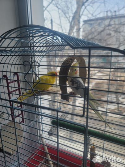 Попугаи Корелла и Какарик