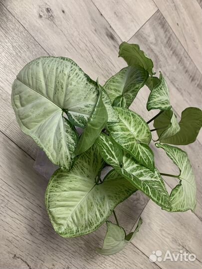 Сингониум White Butterfly