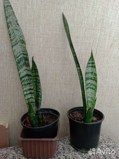 Сансевиерия щучий хвост