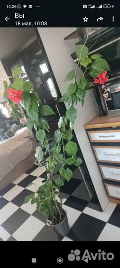 Гибискус El capitolio Bloody Mary