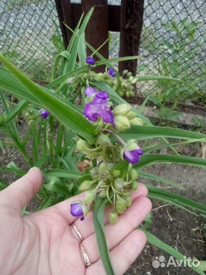 Традесканция - саженцы обменяю или продам