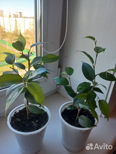 Фикус бенджамина