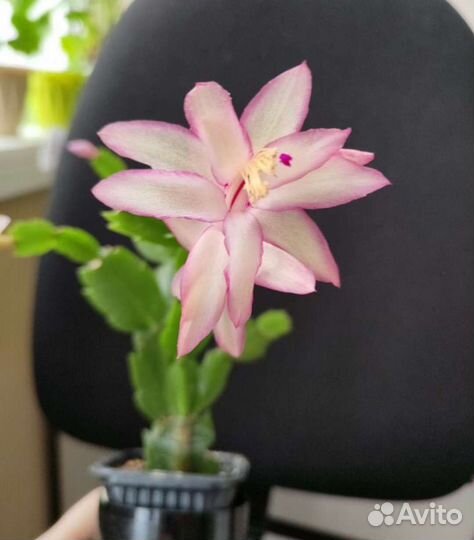 Декабрист шлюмбергера сортовые