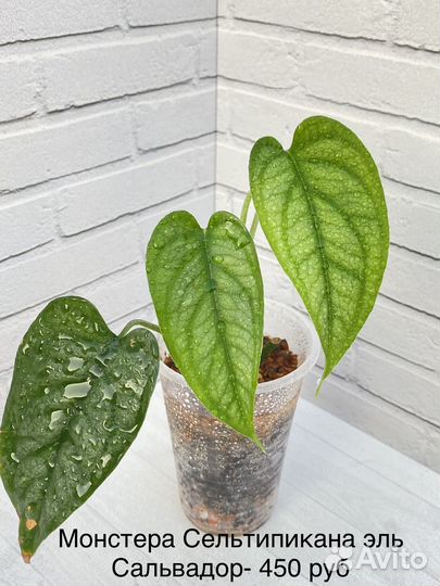 Монстеры, сциндапсусы, эпипремнумы