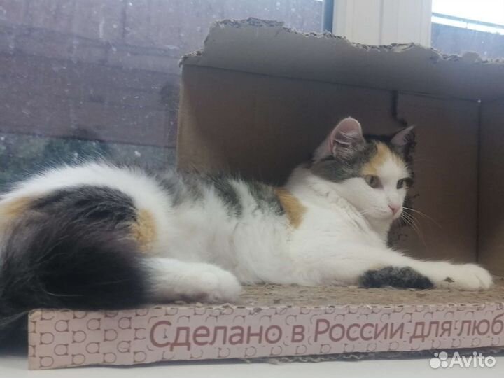 Кошечка Милашка в добрые руки