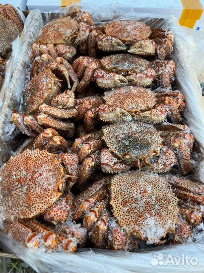 Краб волосатик