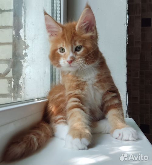 Замечательные котята Мейн Кун