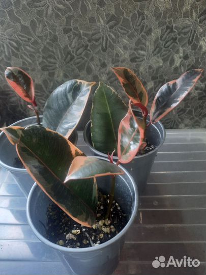 Фикус Бейлиз