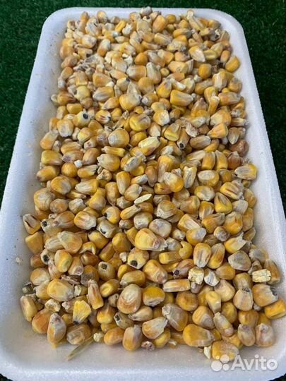 Кукуруза