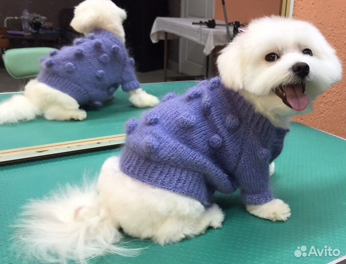 Одежда для собак