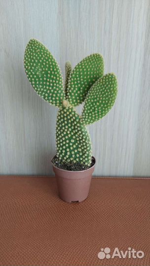 Кактус Опунция Микродазис Альбиспина Паллида