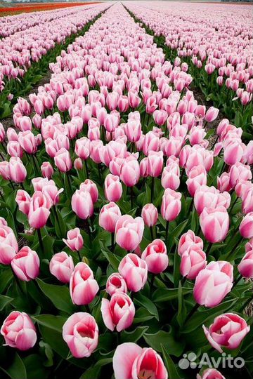 Тюльпаны на праздник