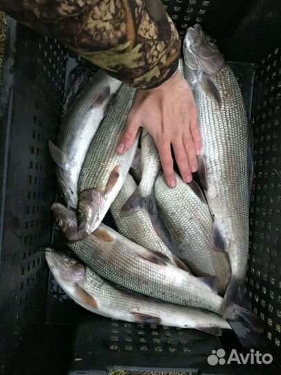 Хариус, сиг, чир, ряпушка, корюшка