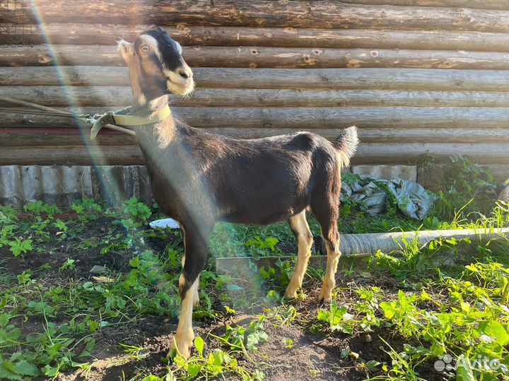 Коза нубийская