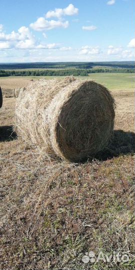 Продам луговое сено в рулонах