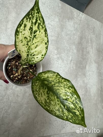 Аглаонема Ферст Даймонд