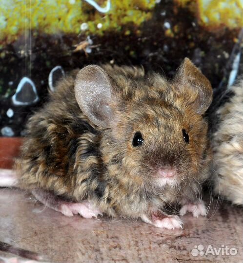 Мышата сатиновые рексовые