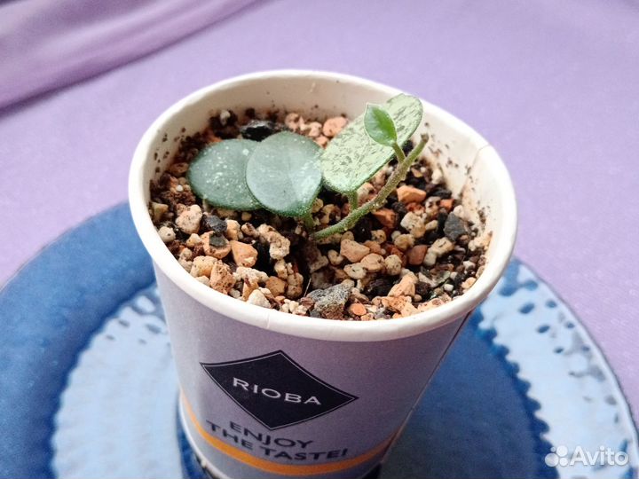 Комнатные цветы Хойя Матильда Сплеш Hoya Mathilde