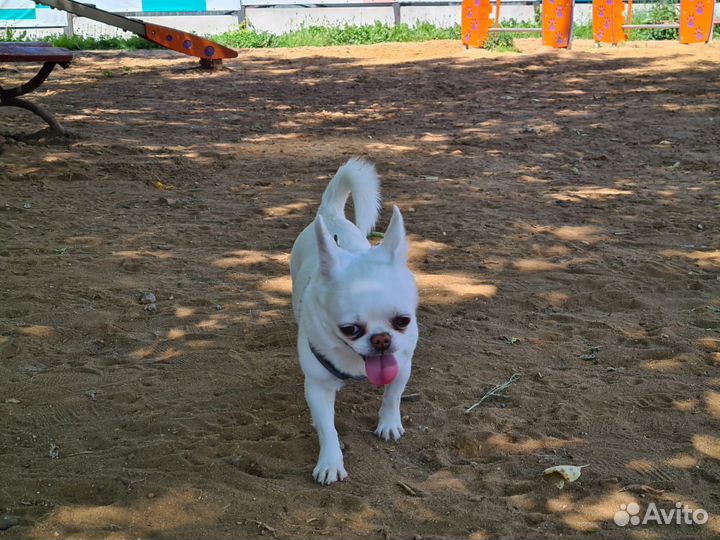 Душевная передержка вашего питомца)