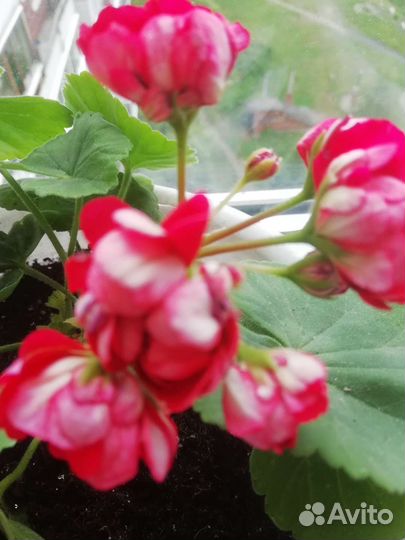 Пеларгонии сортовые