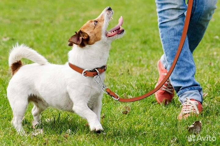 Выгул собак