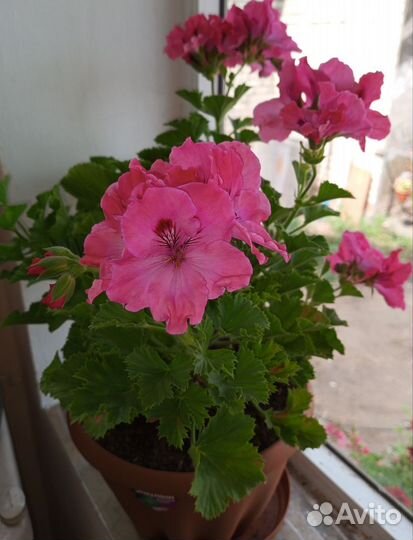 Королевская пеларгония