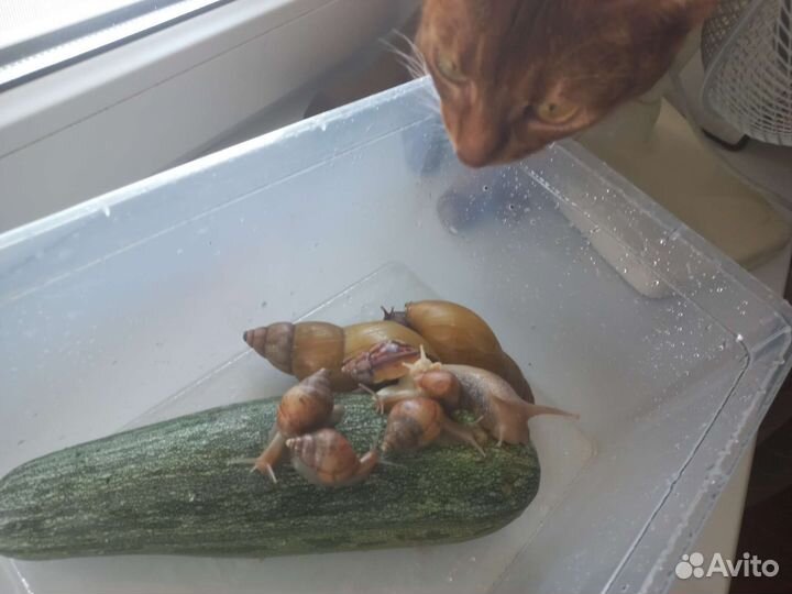 Улитки Ахатины фулика родация