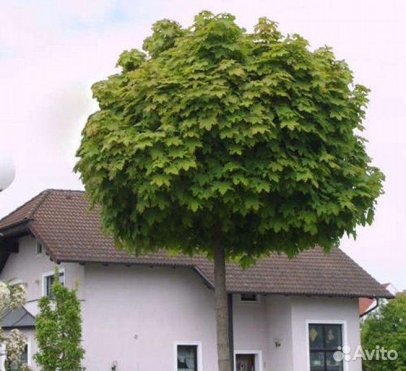 Клен остролистный