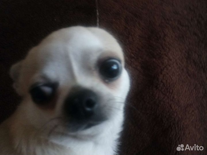 Вязка, чихуахуа,квентин тарантино