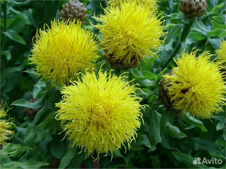 Василек крупноголовый желтый, многолетки