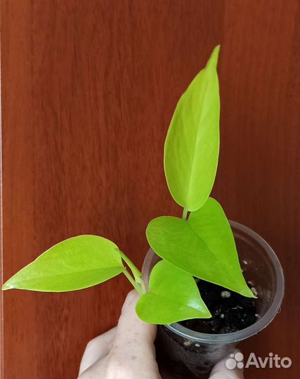 Красивые растения