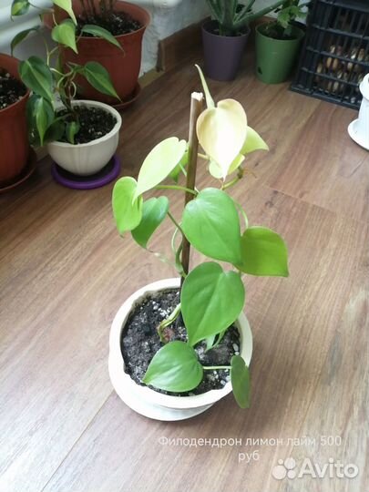 Продаю комнатные цветы