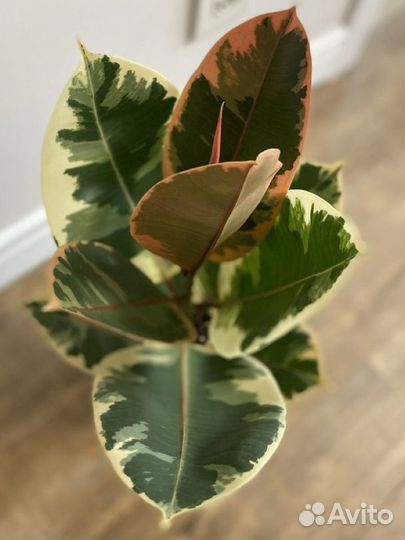 Фикус Тинеке