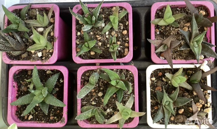 Хавортия и алое