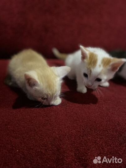 Котята