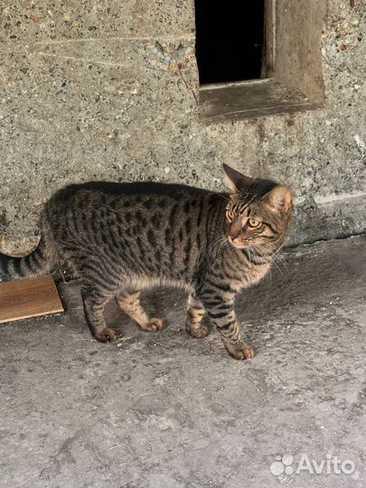 Кот