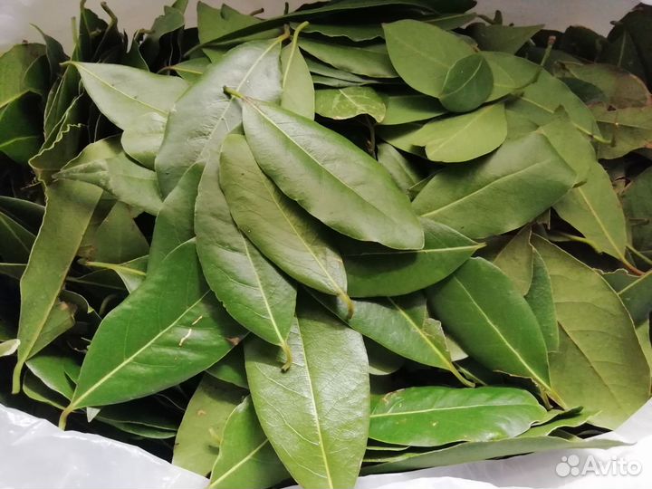 Лавровый лист (специя)