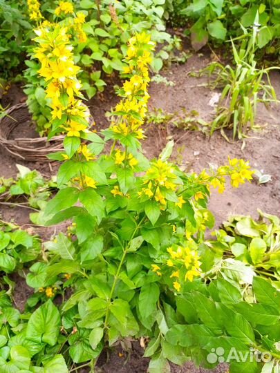 Вербена жёлтая