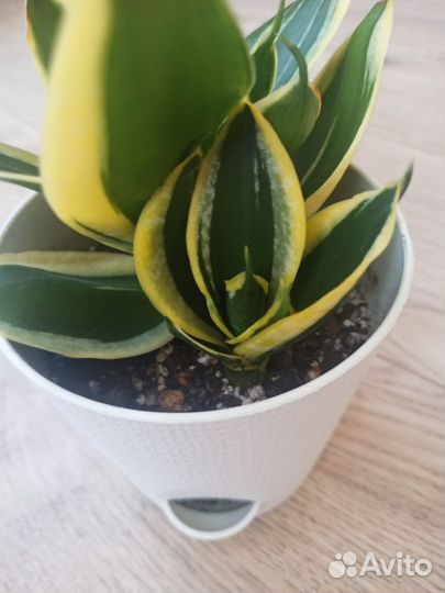 Сансевиерия ханни крео