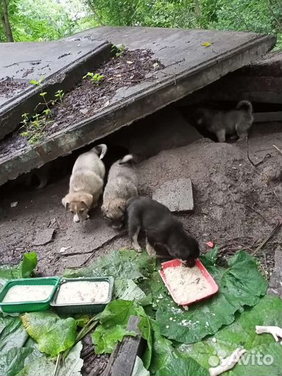 Помогите пристроить малышей