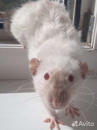 Крыса дамбо