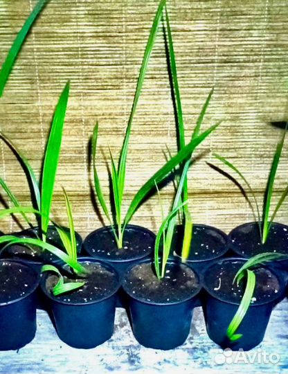 Финиковые пальмы