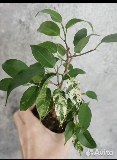 Фикусы, пикси, ирен, денилайт, али амстел грин