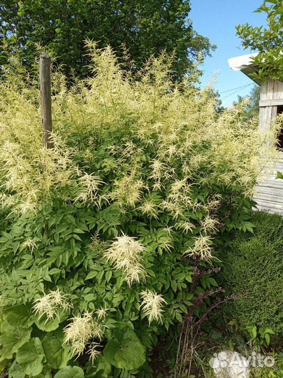 Волжанка и спирея саженцы