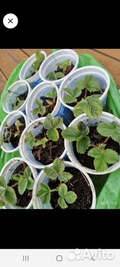 Рассада клубники