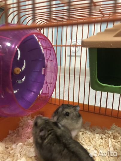 Джунгарские хомячки